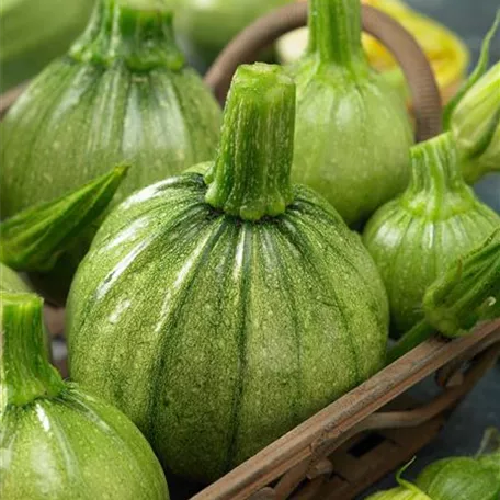 Cucurbita pepo subsp. pepo convar. giromontiina 'Tondo di Toscana'