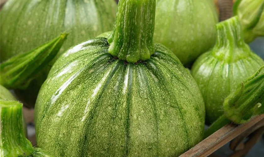 Zucchini 'Tondo di Toscana'