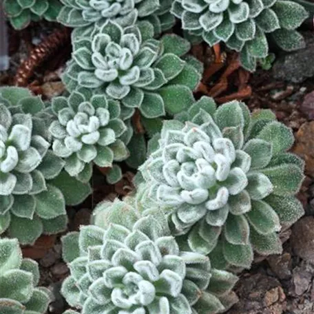 Echeveria leucotricha