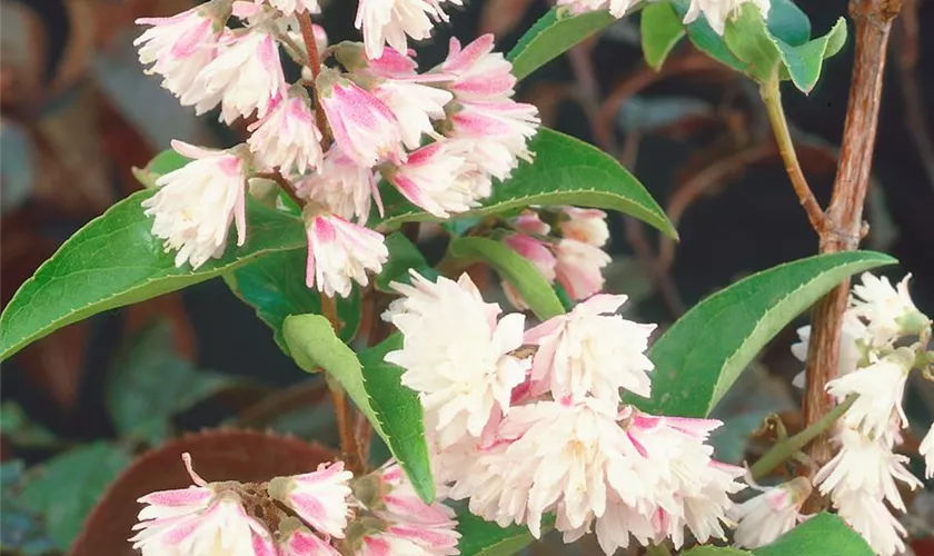 Rosa Sternchenstrauch 'Codsall Pink'