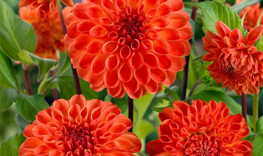 Dahlia 'Jowey Chantal'