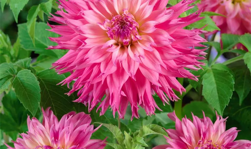 Dahlia x hortensis 'Marianne'