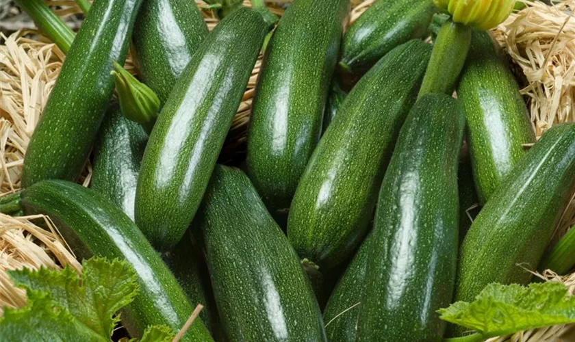 Zucchini 'Zodiac'