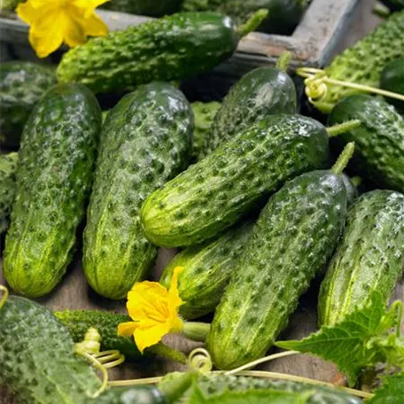 Cucumis sativus 'Corentine'