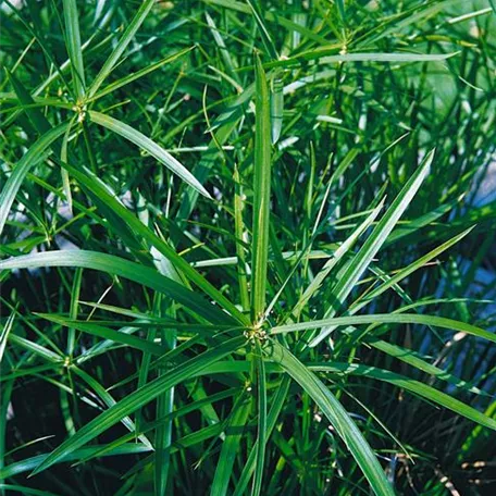 Cyperus alternifolius 'Gracilis'