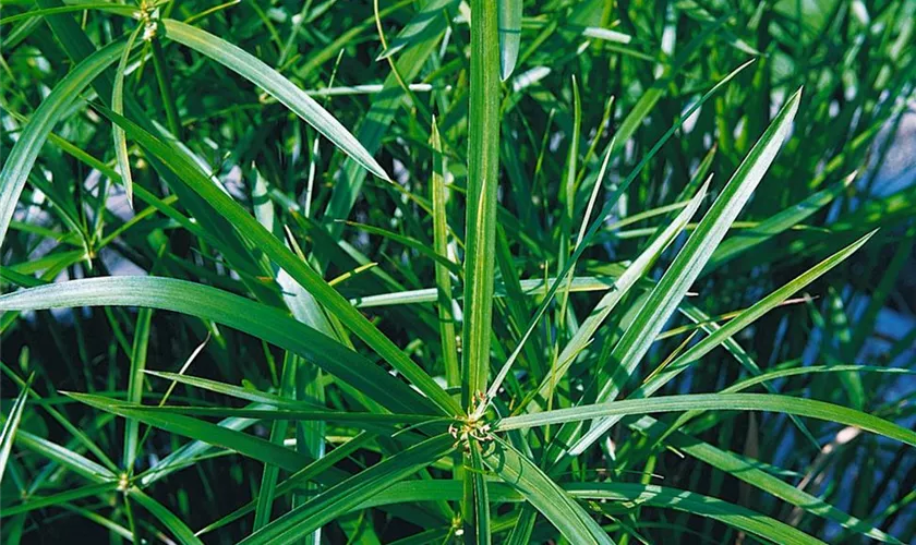 Zwergzyperngras 'Gracilis'