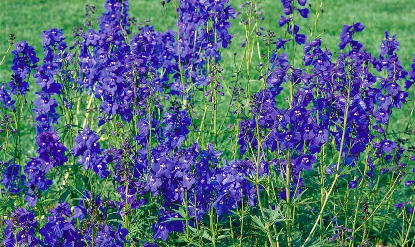 Verzweigter Garten-Rittersporn 'Bellamosum'