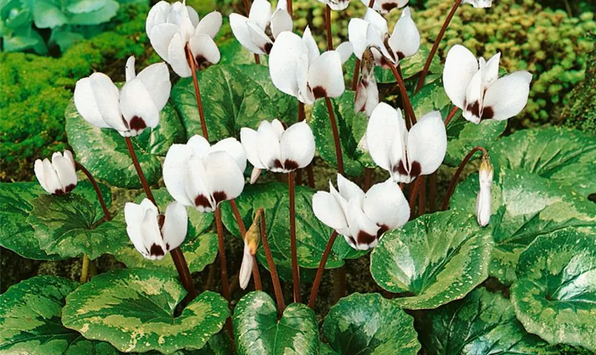 Cyclamen hederifolium, weiß