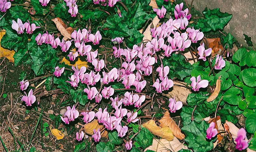 Garten-Herbst-Alpenveilchen 'Rosenteppich'