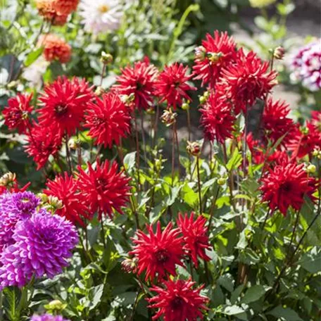 Garten-Dahlie 'Red Pigmy'