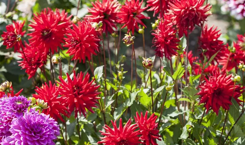 Dahlia x hortensis 'Red Pigmy'