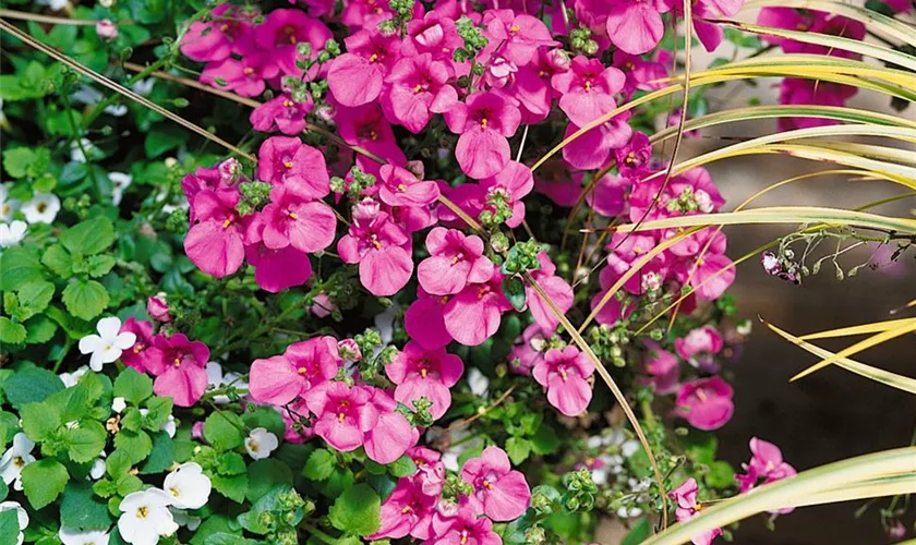 Diascia barberae 'Flying Colors® Trailing Antique Rose'