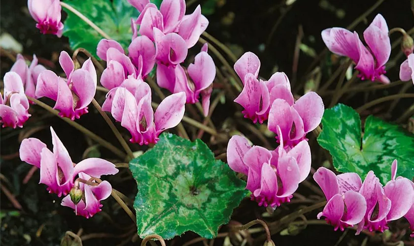 Garten-Herbst-Alpenveilchen 'Amaze Me Pink'