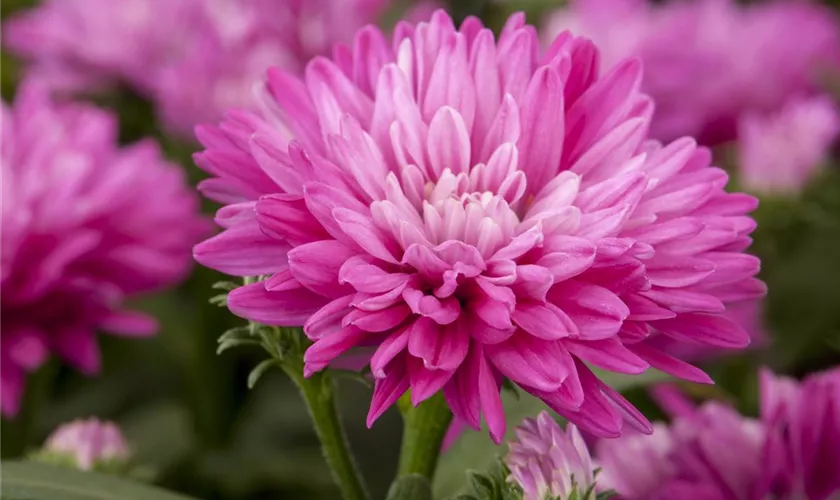 Aster novi-belgii, pink