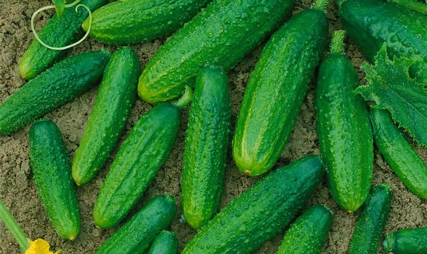 Cucumis sativus 'Delikateß'