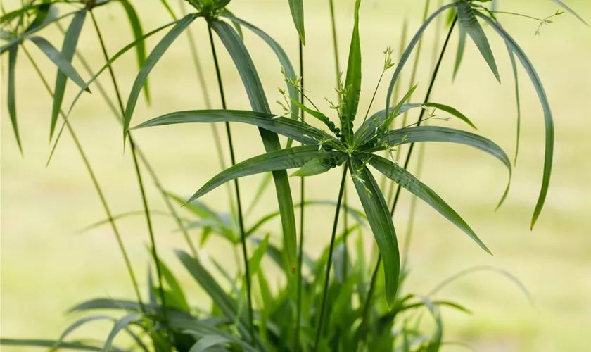 Papyrus 'Green Gold'