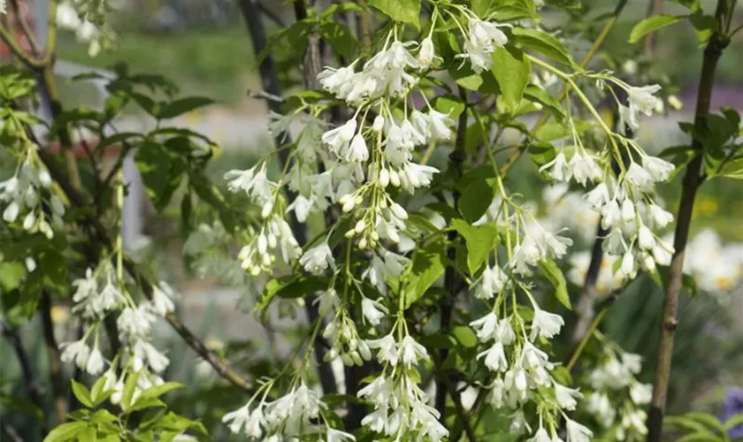 Sternchenstrauch 'Magical Spring'