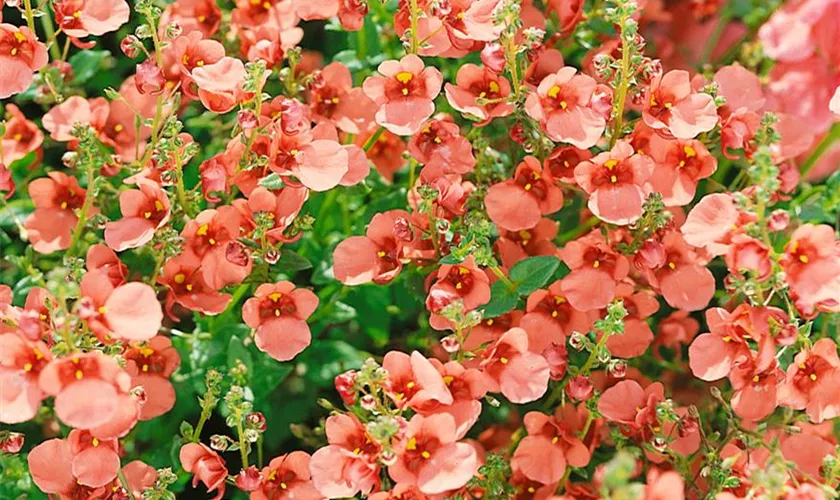 Diascia barberae 'Blackthorn Apricot'