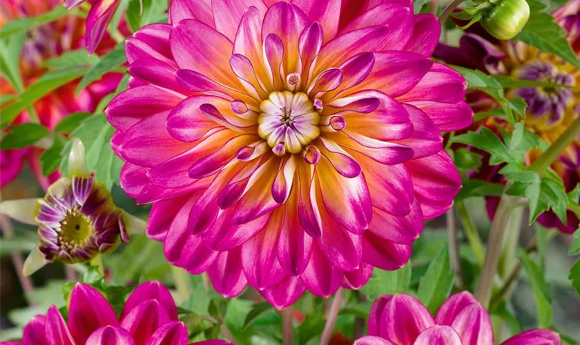 Dahlia 'Kalinka'