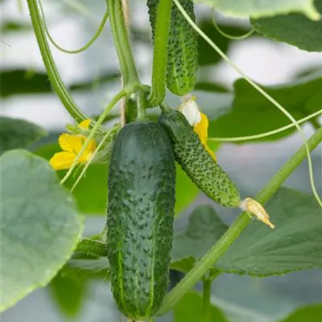 Cucumis sativus 'Deltastar'