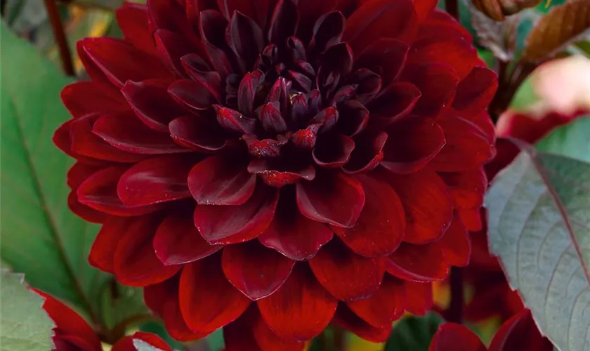 Dahlia 'Karma Choc'