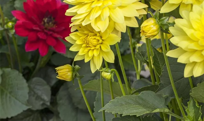 Dahlia 'XXL'®