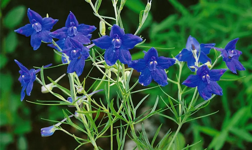 Verzweigter Garten-Rittersporn 'Starmaker'