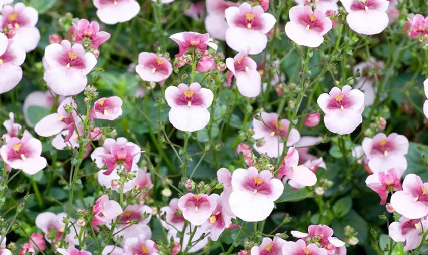 Diascia barberae 'Flying Colors® Upright Appleblossom'