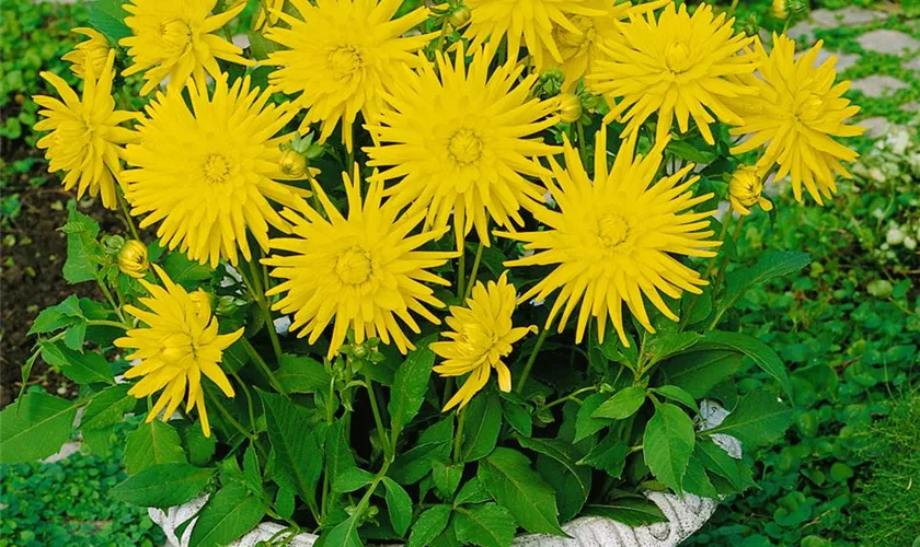 Semikaktus-Dahlie 'Yellow Happiness'