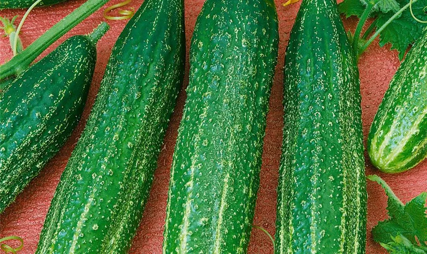 Cucumis sativus 'Eva'