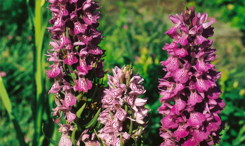 Dactylorhiza majalis