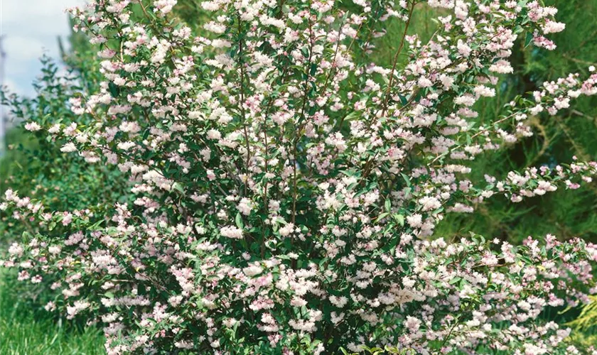 Deutzia x rosea 'Carminea'