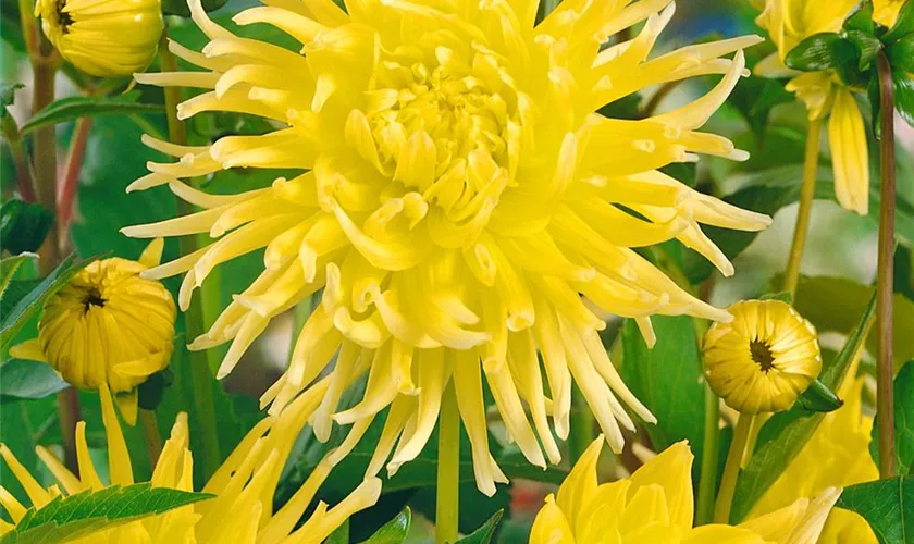 Kaktus-Dahlie 'Yellow Star'