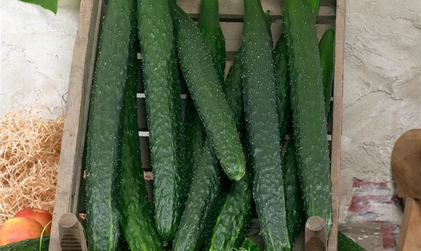 Cucumis sativus 'Flami'