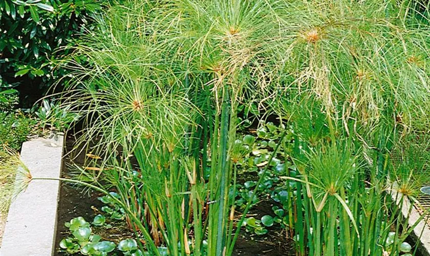 Cyperus papyrus 'Luxor'