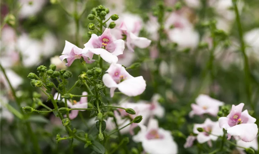 Diascia barberae 'Piccadilly'®