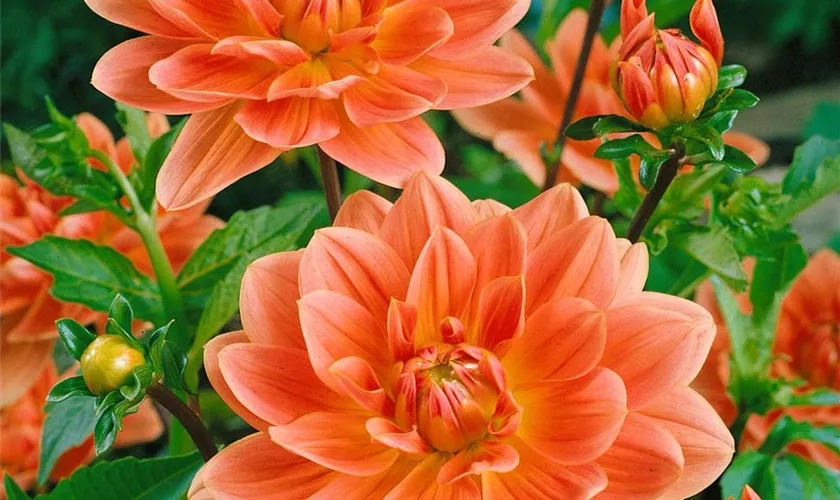 Dahlia 'Yvonne'