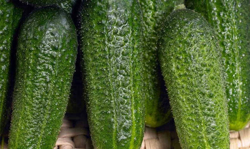 Cucumis sativus 'Hokus'