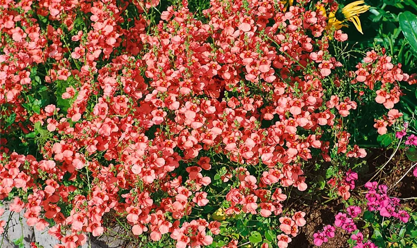 Diascia barberae 'Rose Miracle'