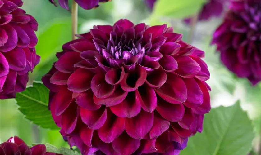 Dahlia 'Zirconia'