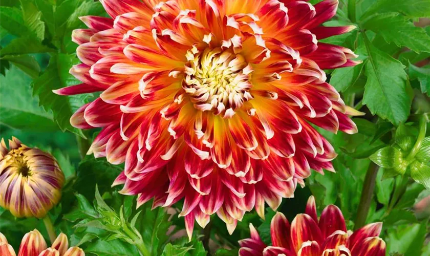 Dahlia 'Akita'