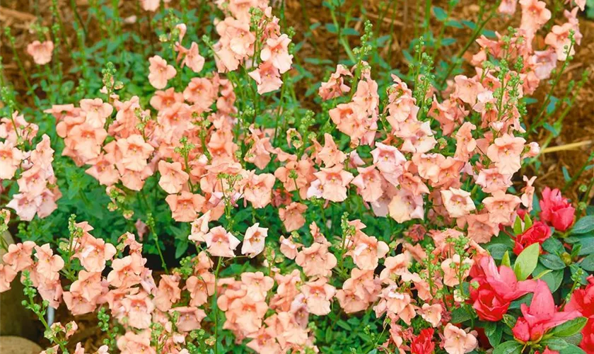 Diascia barberae 'Salmon Twinspur'