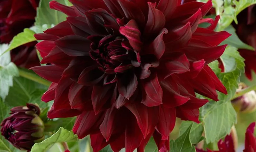 Dahlia 'La Recoleta'