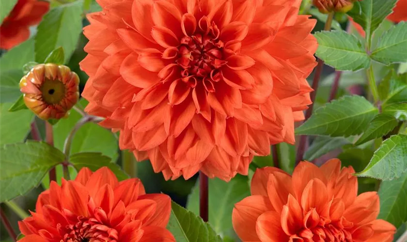 Dahlia 'Zsa Zsa'