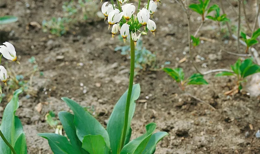 Garten-Götterblume 'Alba'