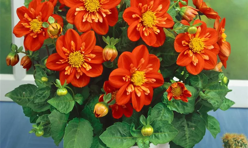 Dahlia 'Alstergruss'