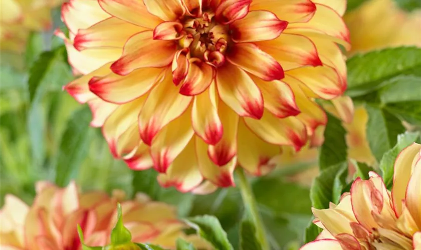 Dahlia 'Lady Darlene'