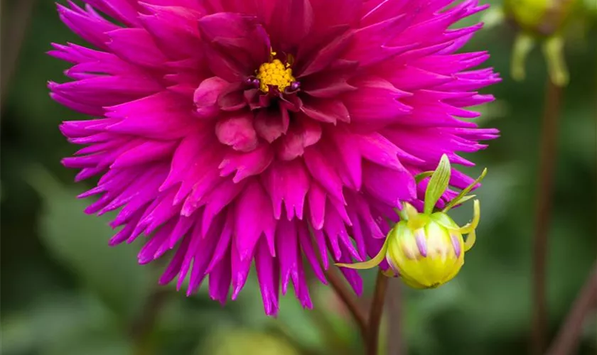 Dahlia 'Ambition'