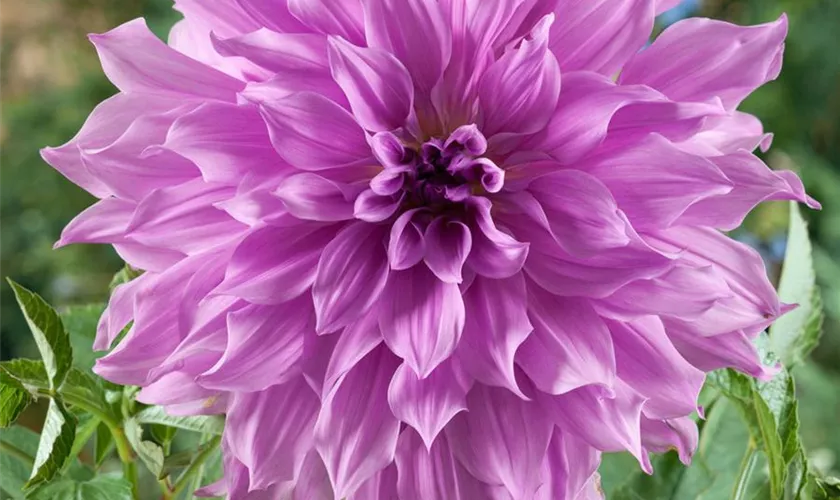 Dahlia 'Lavender Ruffles'