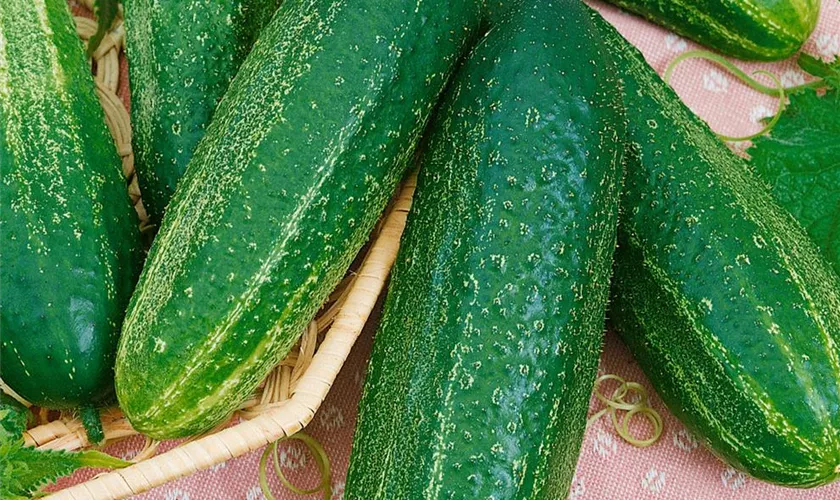 Cucumis sativus 'Libelle F1'